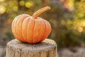 harvest-4454745.jpg