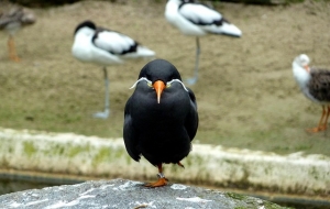 zoo-5012698_640.jpg