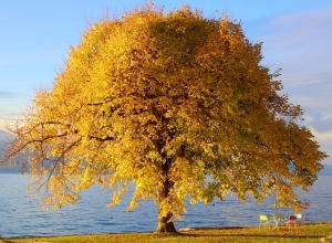 tree-7619791_640.jpg