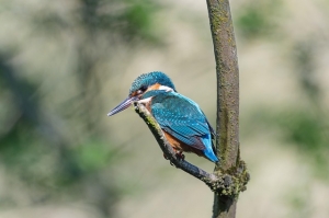 bird-7967356_640.jpg